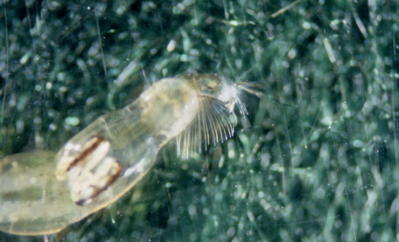 Chaobrus larvae lack a breathing siphon on the tip of the abdomen. Chaobrus larvae lack a breathing siphon on the tip of the abdomen. Credit: Betsy Leppo